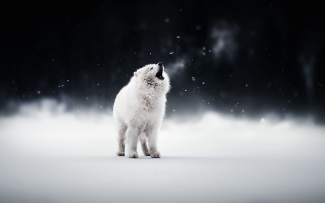 White cat snow astronaut moon free wallpaper - medium preview image
