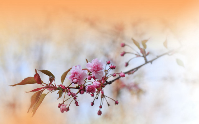 Pink flowers branch macro blossoms free wallpaper - medium preview image