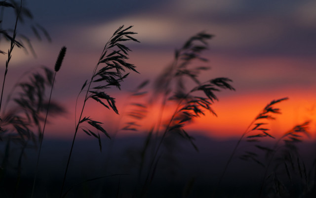 Sunset grass blowing cloudy sky free wallpaper - medium preview image