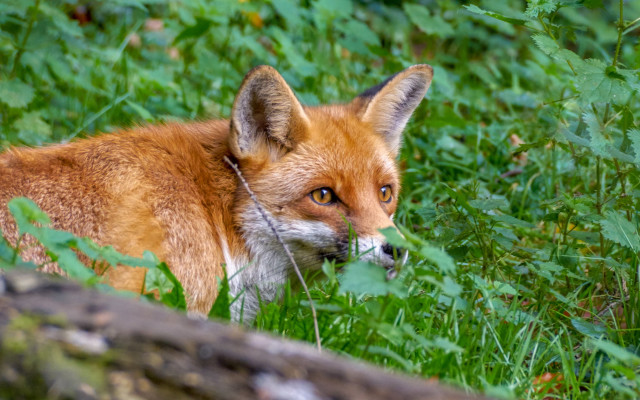 Sad fox in grass outdoors free wallpaper - medium preview image