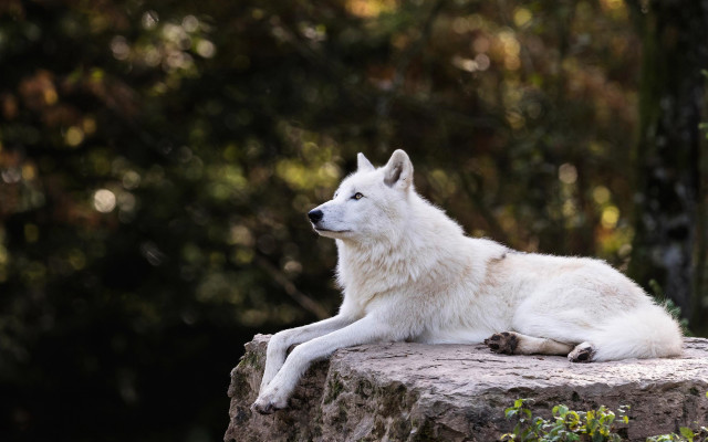 White wolf rock forest bokeh free wallpaper - medium preview image