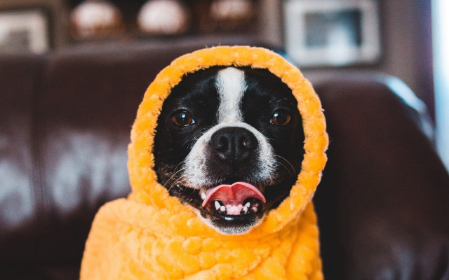 Dog yellow towel couch open free wallpaper - medium preview image