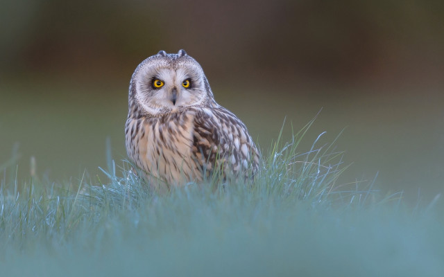 Small owl grass yellow eye free wallpaper - medium preview image