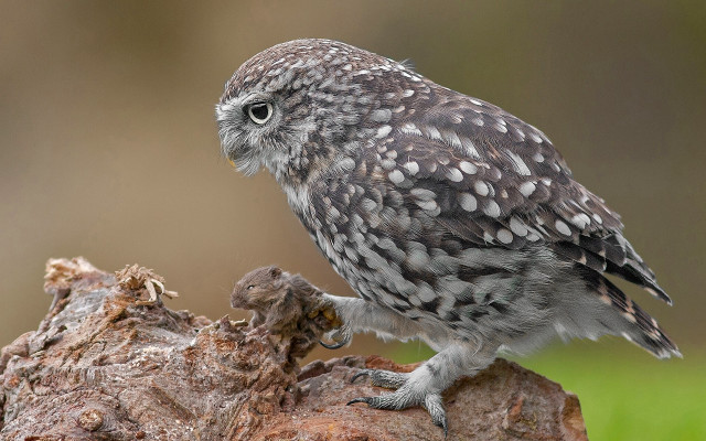 Small owl on stump surreal free wallpaper - medium preview image