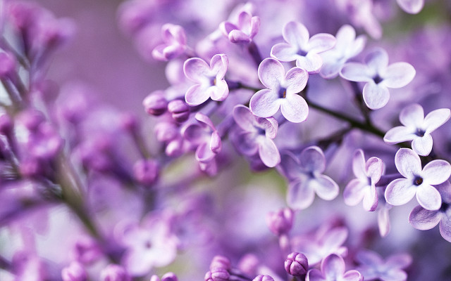 Purple flower closeup macro bloom free wallpaper - medium preview image