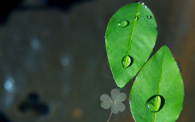 Green leaves water drops macro free wallpaper - medium preview image