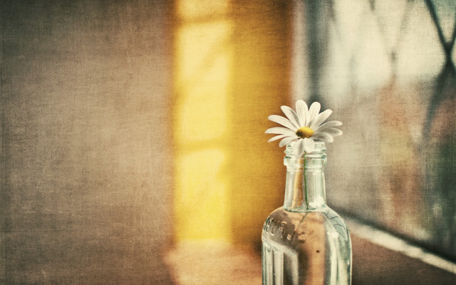 Glass bottle flower table window free wallpaper - medium preview image