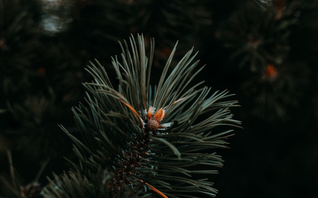 Pine tree berry forest shallow free wallpaper - medium preview image