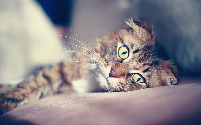 Cat wolf heterochromia closeup blurry free wallpaper - medium preview image