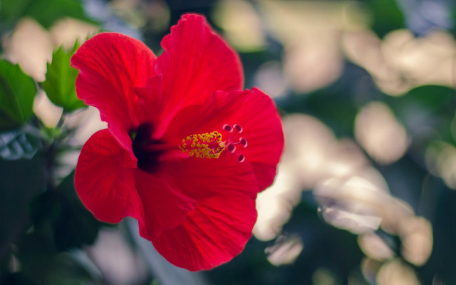 Red flower macro bokeh camellia free wallpaper - medium preview image