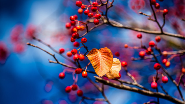 Leaf berries branch sky macro free wallpaper - medium preview image