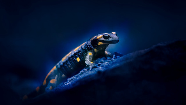 Small lizard rock night macro free wallpaper - medium preview image