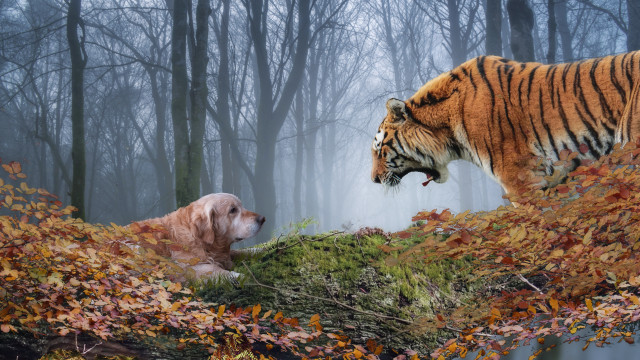 Tiger dog forest autumn leaves free wallpaper - medium preview image
