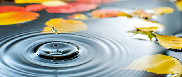 Water drop leaves pond reflection free wallpaper - medium preview image