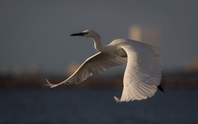 White bird over water city free wallpaper - medium preview image