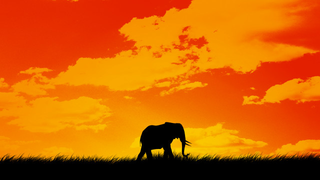 Elephant silhouette sunset clouds orange free wallpaper - medium preview image