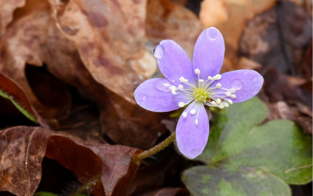 Purple flower white stamens fall free wallpaper - medium preview image