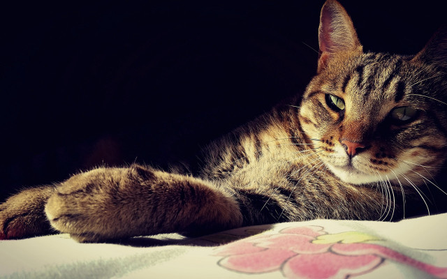 Cat paw pillow bed black free wallpaper - medium preview image