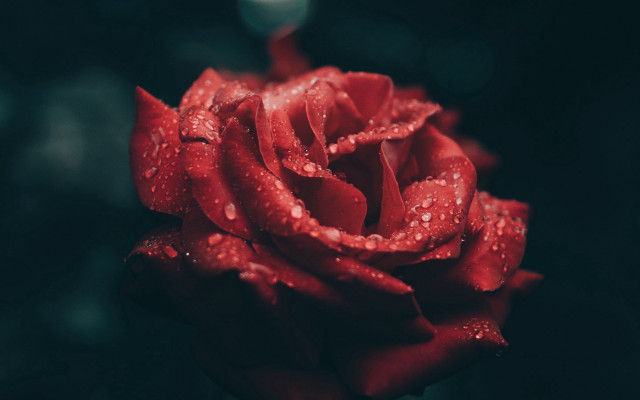 Red rose water droplets dark #2 free wallpaper - medium preview image