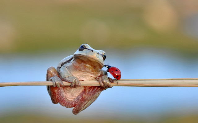 Frog stick ladybug ecological macro free wallpaper - medium preview image