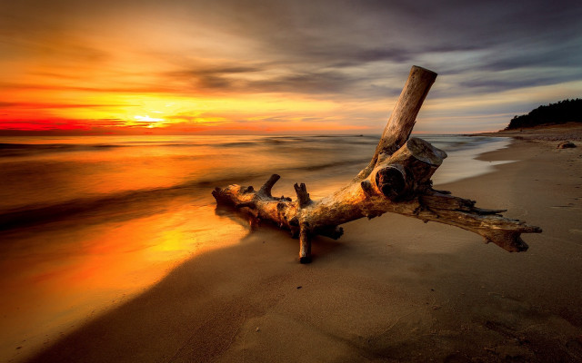 Tree branch beach sunset reflection #2 free wallpaper - medium preview image