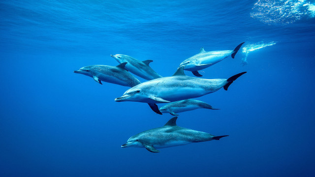 Dolphins ocean sunlight swimming person free wallpaper - medium preview image