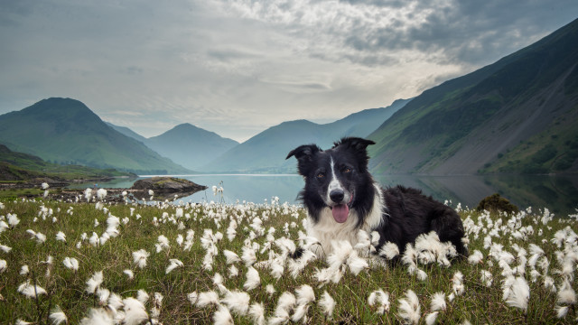 Dog field cotton floss mountains free wallpaper - medium preview image