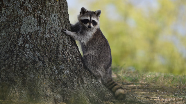 Raccoon climbing tree hug outdoors free wallpaper - medium preview image