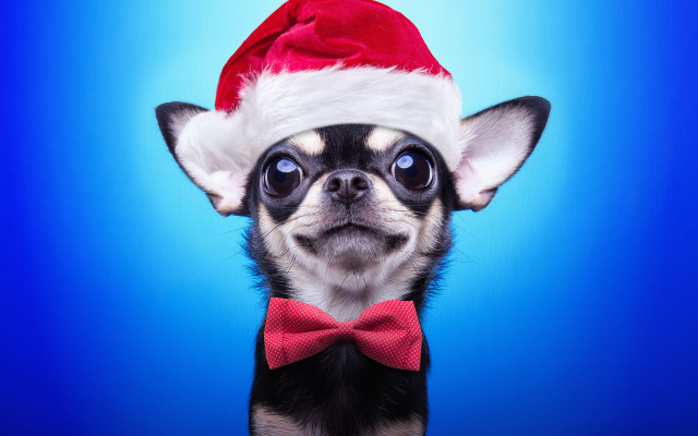 Dog santa hat bowtie blue free wallpaper - medium preview image