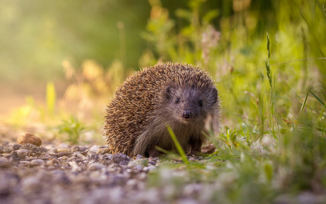 Hedgehog gravel road grass bokeh free wallpaper - medium preview image
