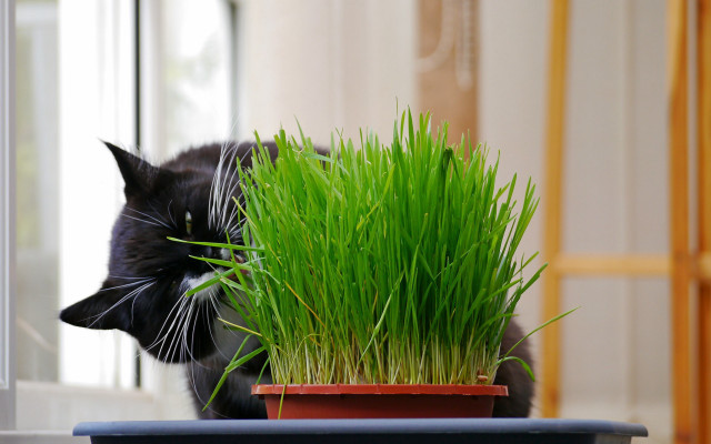 Cat sniffing potted plant blurry free wallpaper - medium preview image