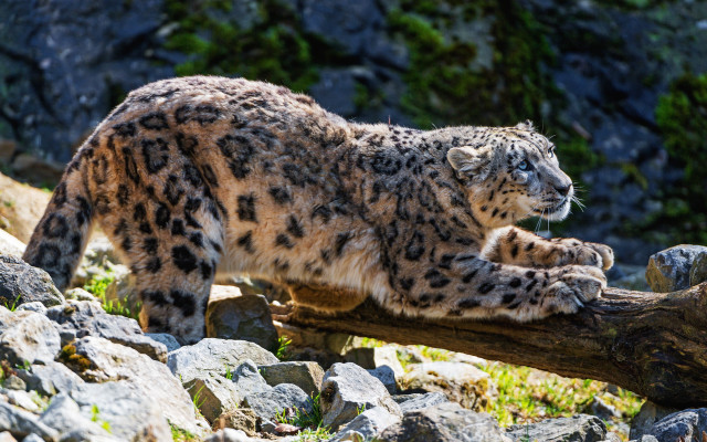Snow leopard log mountain forest free wallpaper - medium preview image