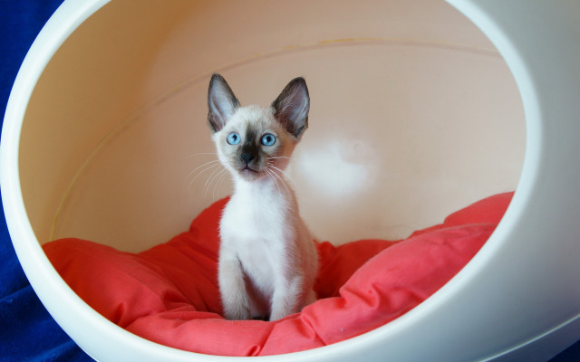 Small cat white bowl red free wallpaper - medium preview image