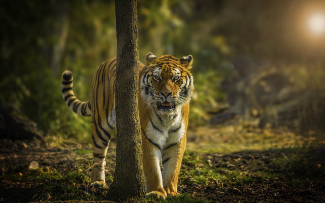 Tiger forest night light blurry free wallpaper - medium preview image