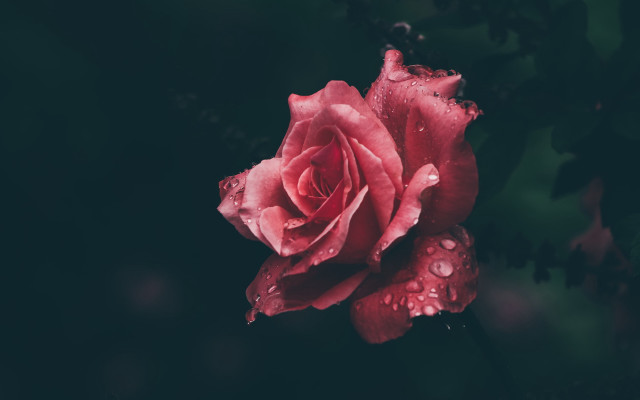 Red rose water droplets neo #2 free wallpaper - medium preview image