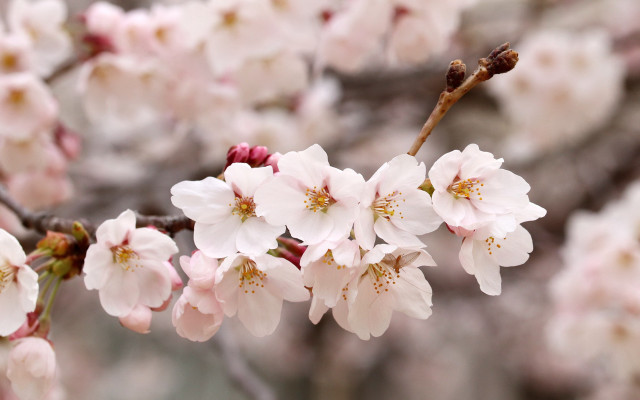 Pink flower branch bloom blurry free wallpaper - medium preview image