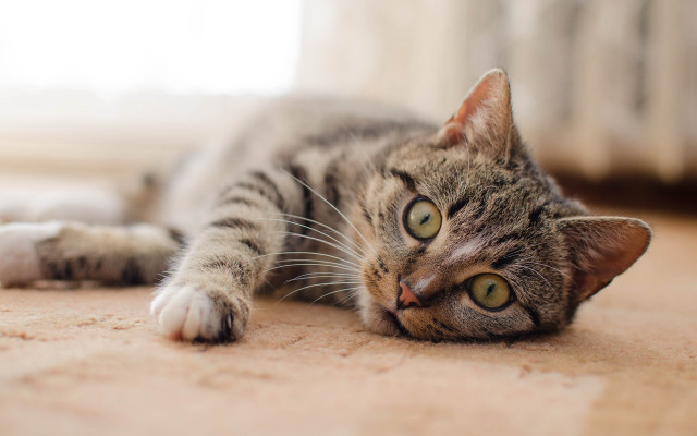 Sad cat laying on beach free wallpaper - medium preview image