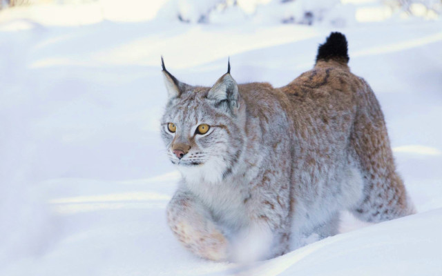 Lynx walking snow woods winter free wallpaper - medium preview image