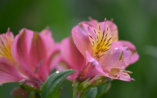 Pink flower water droplets macro #23 free wallpaper - medium preview image