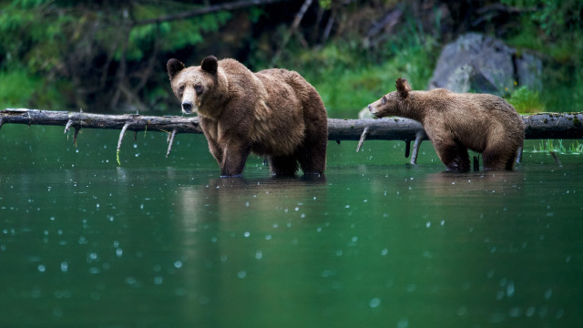 Bears walking water log trees free wallpaper - medium preview image