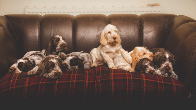 Dogs couch puppies blanket arts free wallpaper - medium preview image