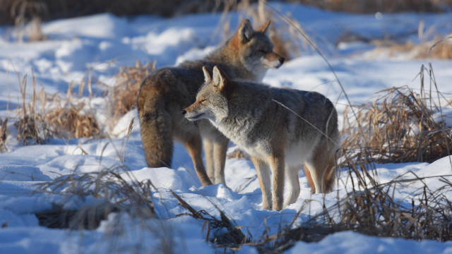 Gray wolves snow woods winter free wallpaper - medium preview image