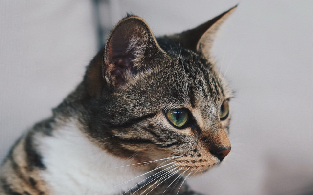 Cat green eyes looking at free wallpaper - medium preview image