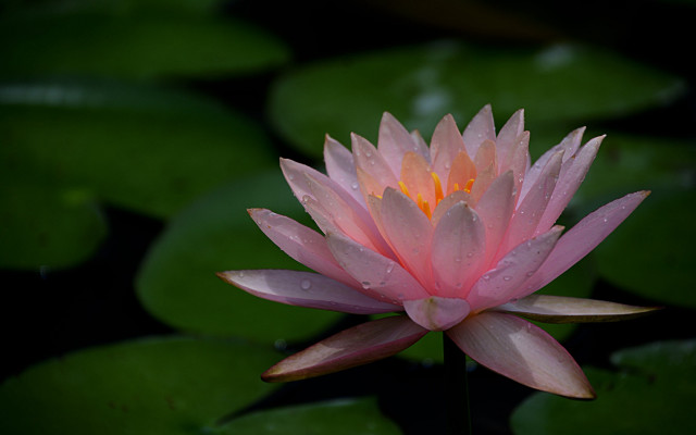Pink flower water droplets lily free wallpaper - medium preview image