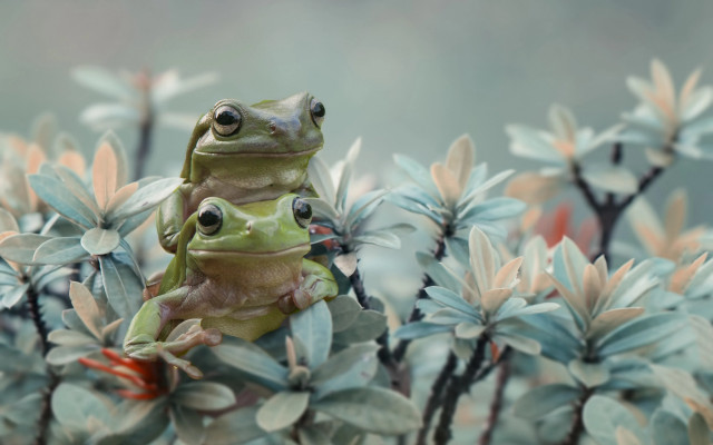 Frog green plant leaves eyes free wallpaper - medium preview image