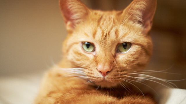 Cat green eyes closeup tiltshift free wallpaper - medium preview image