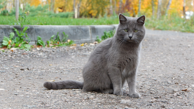 Gray cat park road bushes free wallpaper - medium preview image