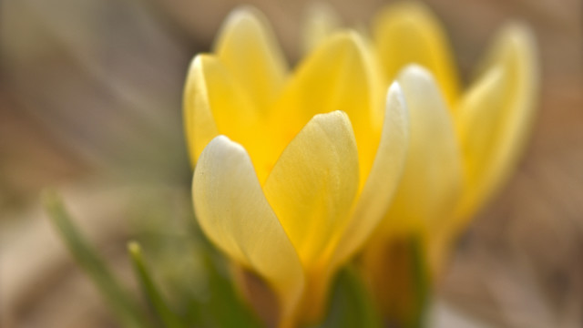 Yellow flowers closeup green stems #2 free wallpaper - medium preview image