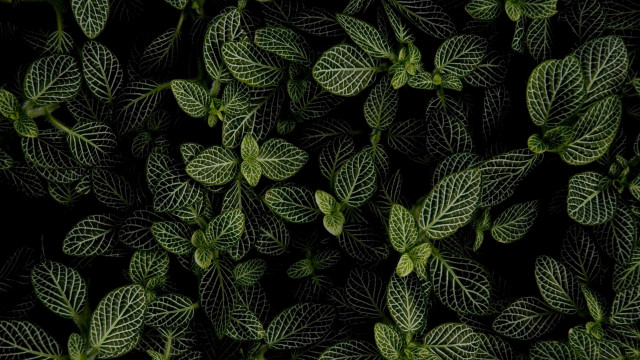 Green leaf closeup black background free wallpaper - medium preview image