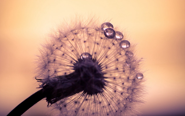 Dandelion water drops macro photography free wallpaper - medium preview image
